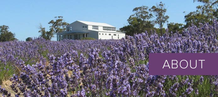 Lavender House Tasmania
