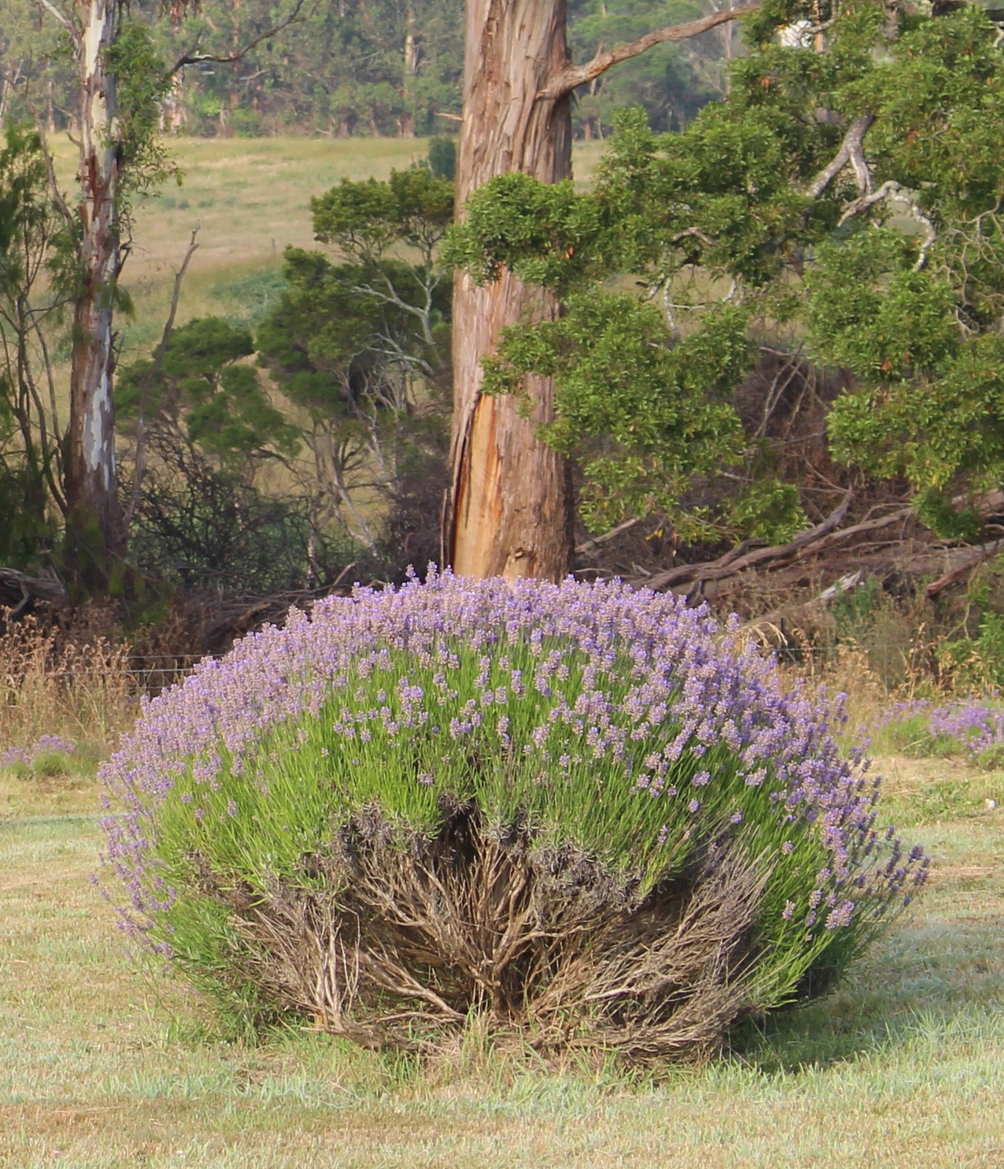 Culinary Lavender  Australian Grown Lavender Flowers
