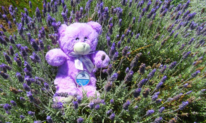 larry lavender cuddle bear and sleep balm